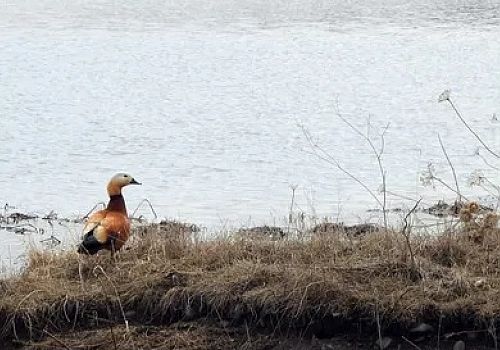 Göle Ovası'ndan geçen Kura Nehri, kar erimeleri sonucu taşarak su baskınlarına sebep oldu.