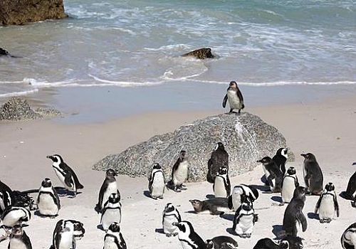 Güney Afrika’da Penguen Krizi: 62 Bin Kaybın Nedeni Açlık