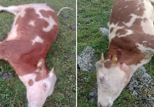 Hanak Dilekdere köyünde 5 inek, yıldırım çarpması sonucu telef oldu