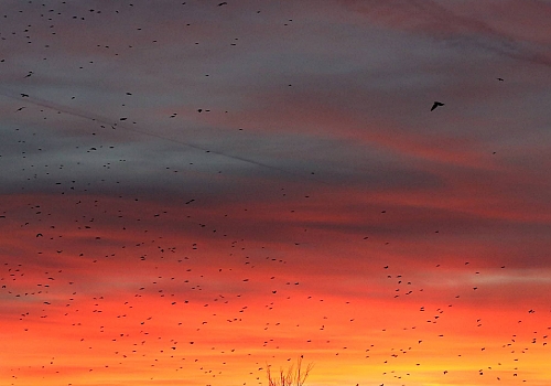 Hanak lı ikizler Merve ve Safa, ailelerine büyük mutluluk yaşattı