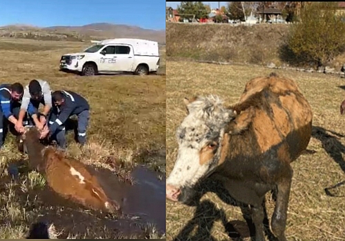 Hanak’ta bataklığa saplanan büyükbaş hayvanı Aras EDAŞ ekipleri kurtardı