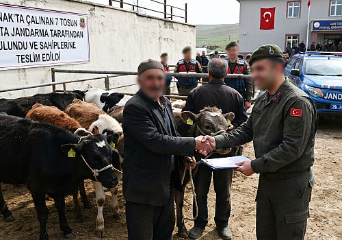 Hanak ta Çalınan 7 Tosun Kars'ta Yakalandı: Hayvanlar Sahiplerine Teslim Edildi
