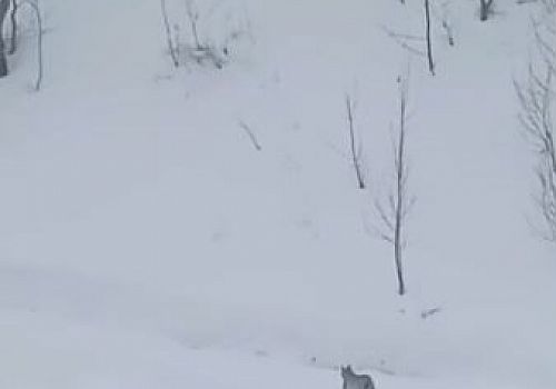Hanak ta karla kaplı arazide gezen 2 vaşak görüntülendi
