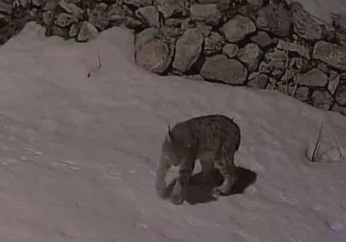 Hanak'ta Sessiz Misafir: Aç Kalan Vaşak Serinkuyu Köyü'nde Görüntülendi