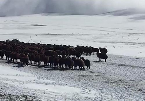 Hanak ta yaylada kar yağışı nedeniyle mahsur kalan çobanlar ve sürüler,kurtarıldı 
