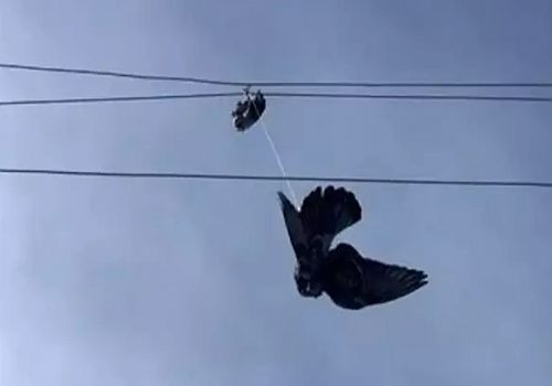 Hanak ta  yüksek gerilim hattına takılan güvercin, Aras EDAŞ ekipleri tarafından kurtarıldı,