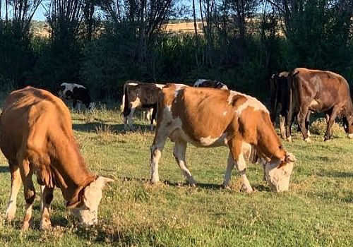 Hayvancılık Desteklerinde Büyük Artış: Buzağıya 1.400 TL, Malaka 2.800 TL
