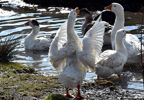 Hobi için kurduğu çiftlikte yetiştirdiği kazları Türkiye'nin dört bir yanına gönderiyor