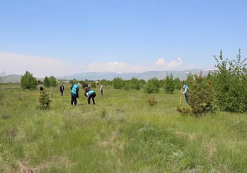 Hükümlüler, Ardahan Adalet Ormanı'nda 250 fidan dikti