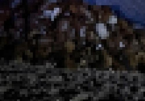 Iğdır’da Arı Saldırısı Faciası: 400 Koyun Telef Oldu!