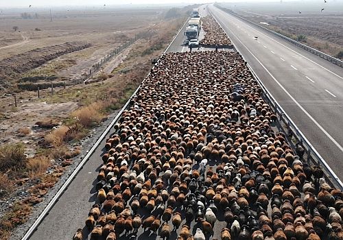 Iğdır’dan Kars ve Ardahan Yaylalarına Gelen Koçerlerin 70 Günlük Göçü Sona Erdi