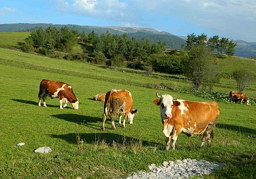 İklim değişikliği ve mevsim geçişlerindeki farklılık  Posof ta  kendini iyiden iyiye göstermeye başladı.