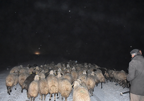 Kar ve sis nedeniyle Yahni Dağı'nda koyunlarıyla mahsur kalan çoban kurtarıldı