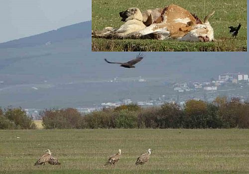 Kara akbabalar, Ardahan’da leş üzerinde uçarak keşif yaparken görüntülendi.