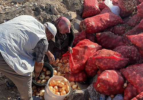 Karaman’da boş araziye tonlarca kuru soğan döküldü: Vatandaşlar sağlamlarını topladı