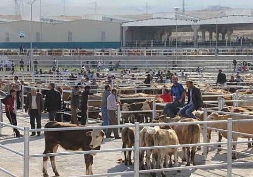 Karantinadaki Ardahan Hayvan Pazarı yeniden açılıyor.