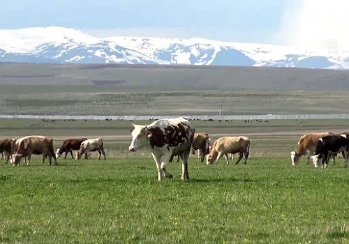 Karlar diyarı Kars ta yeşeren meralarında hayvanlar otlamaya başladı