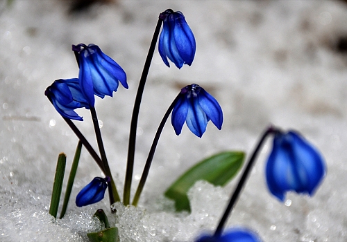 Karların erimeye başladığı Sarıkamış, canlanan doğasıyla cezbediyor