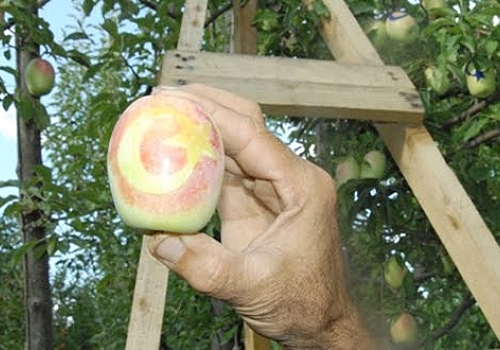 Kars'ın Kağızman ilçesinde Ay yıldızlı uzun elmalar ilgi görüyor