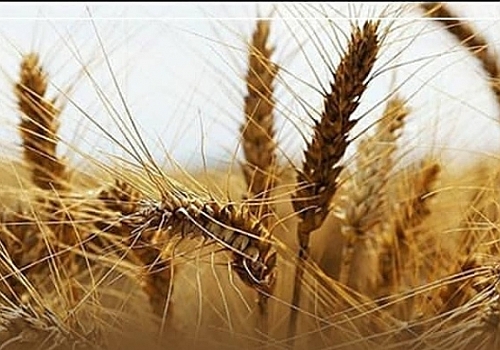 Kars'ta 34 ton kavılca buğdayından 250 ton ürün elde edildi