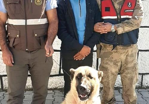 Kars'ta ayı yavrusuna köpeklerini saldırtan kişiye para cezası