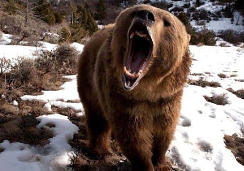 Kars'ta ayının saldırdığı kişi öldü