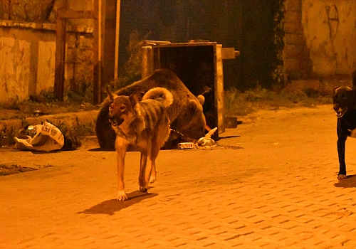Kars'ta bozayı ve köpeklerin çöpten ekmek kavgası görüntülendi