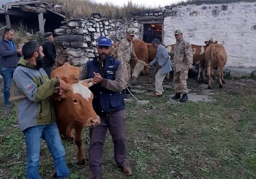 Kars'ta çalınan hayvanlar Ardahan'da bulundu