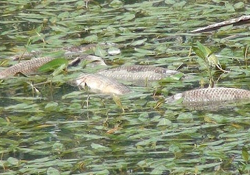 Kars'ta Deniz Gölü'ndeki balık ölümlerine inceleme