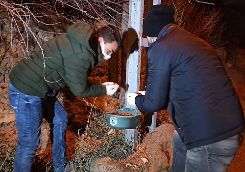 Kars'ta ekipler sokağa çıkma kısıtlaması dolayısıyla sokak hayvanlarına mama dağıttı