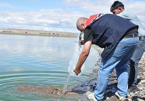 Kars’ta Göllere 500 Bin Yavru Sazan Balığı Salındı