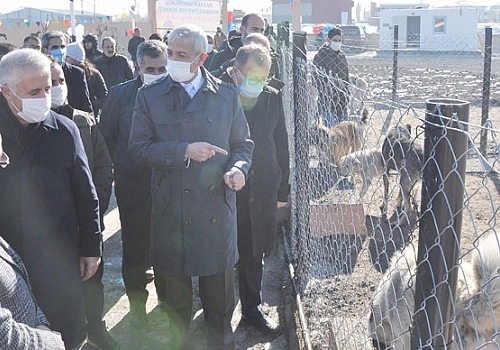  Kars'ta hayvanların üşümemesi için barınak yapıldı
