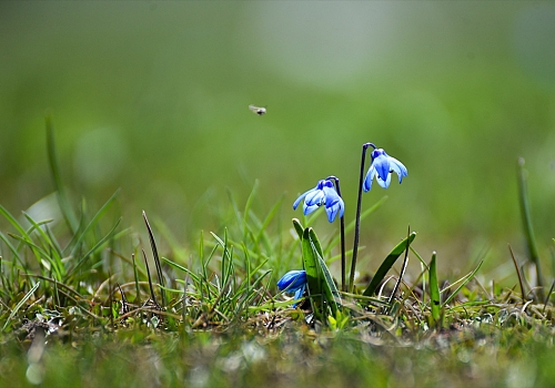 Kars'ta ilkbaharda açan mavi kardelenler doğayı süslüyor