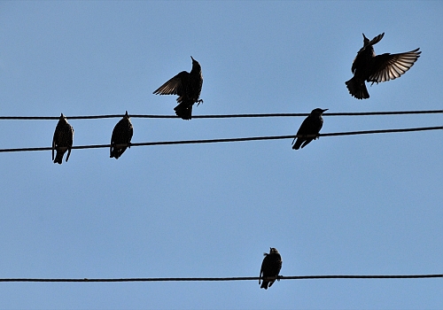 Kars'ta kalan göçmen kuşlar doğayı renklendiriyor