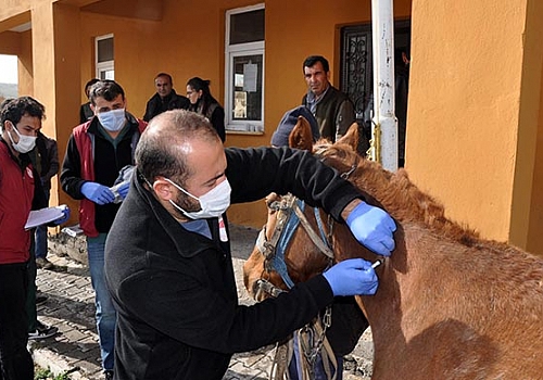 Kars'ta köpek ve atlara mikroçip takılıyor