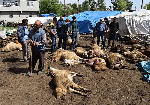 Kars'ta kurtların saldırısına uğrayan 22 koyun telef oldu, 15'i de yaralandı