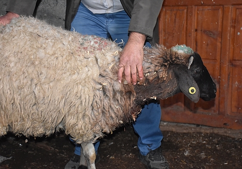 Kars'ta kurtların sürüye saldırması sonucu 35 koyun telef oldu