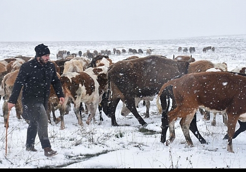 Kars'ta mayısta yağan kar çobanlara zor anlar yaşattı