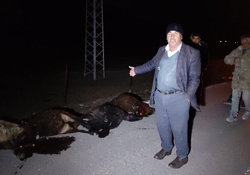 Kars'ta otomobilin çarptığı 13 koyun telef oldu