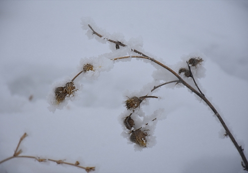 Kars'ta soğuk havada bitkilerde oluşan kırağı güzel görüntüler ortaya çıkardı