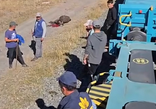 Kars’ta Şok Olay: Yük Treni Hayvan Sürüsünü Biçti, 5 Büyükbaş Telef Oldu!