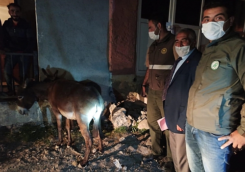 Kars'ta yavru eşeğe eziyet ettikleri ileri sürülen iki kişiye para cezası kesildi