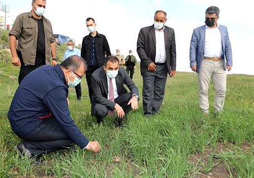 Kars Valisi Öksüz, kavılca buğdayı ekilen tarla incelemede bulundu