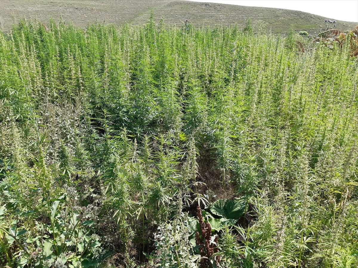 Kars'ta 102 bin 98 kök Hint keneviri ele geçirildi