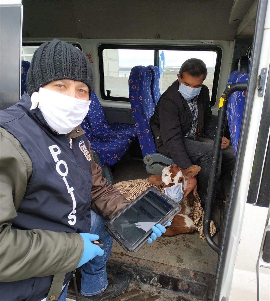 Kars'ta besici hastalanan buzağısını maske takarak veterinere götürdü