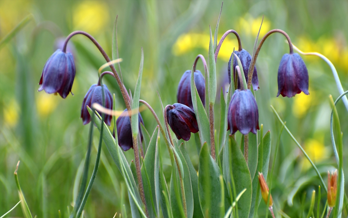 Kars'ta doğa ters lalelerle renklendi