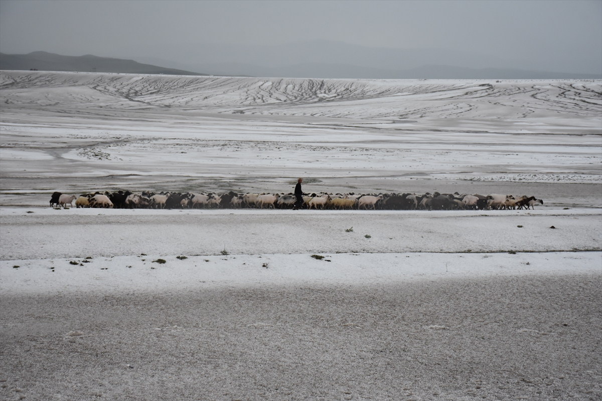 Kars'ta dolu nedeniyle 50 küçükbaş hayvan telef oldu
