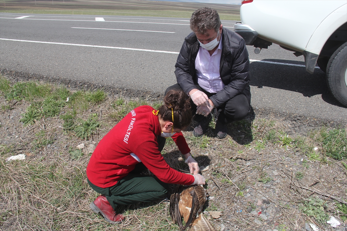 Kars'ta ölü bulunan 7 şahin incelemeye alındı