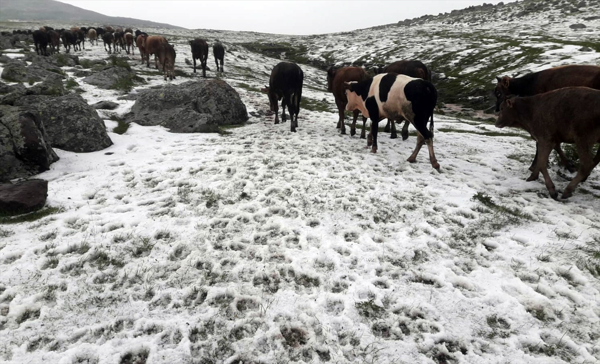 Kars'ta sel nedeniyle evler zarar gördü, hayvanlar telef oldu