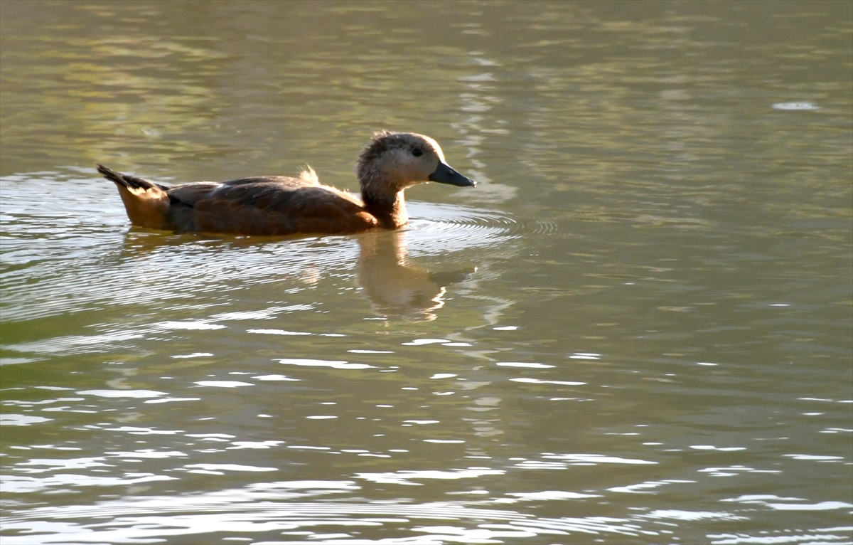 Kars'ta sıcak hava yaban hayatını olumsuz etkiledi